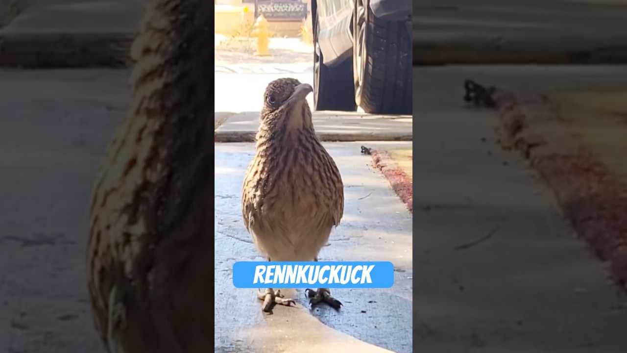 Der Rennkuckuck &ndash; schneller als dein WLAN
