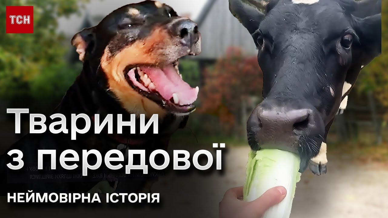 🥰 На Волині породичалися собака та корова, яких вивезли з зони бойових дій