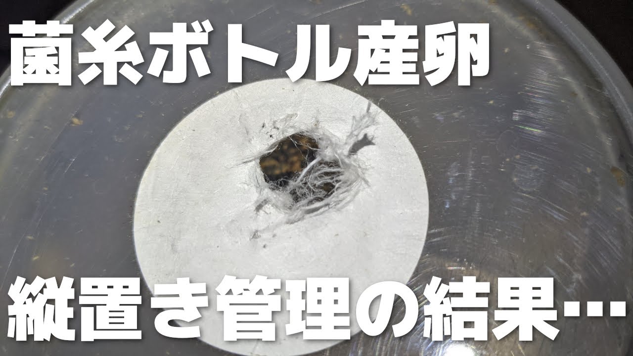 【ババ1メス66玉計画 #6】3回目産卵セット割り出し【ババオウゴンオニクワガタ】