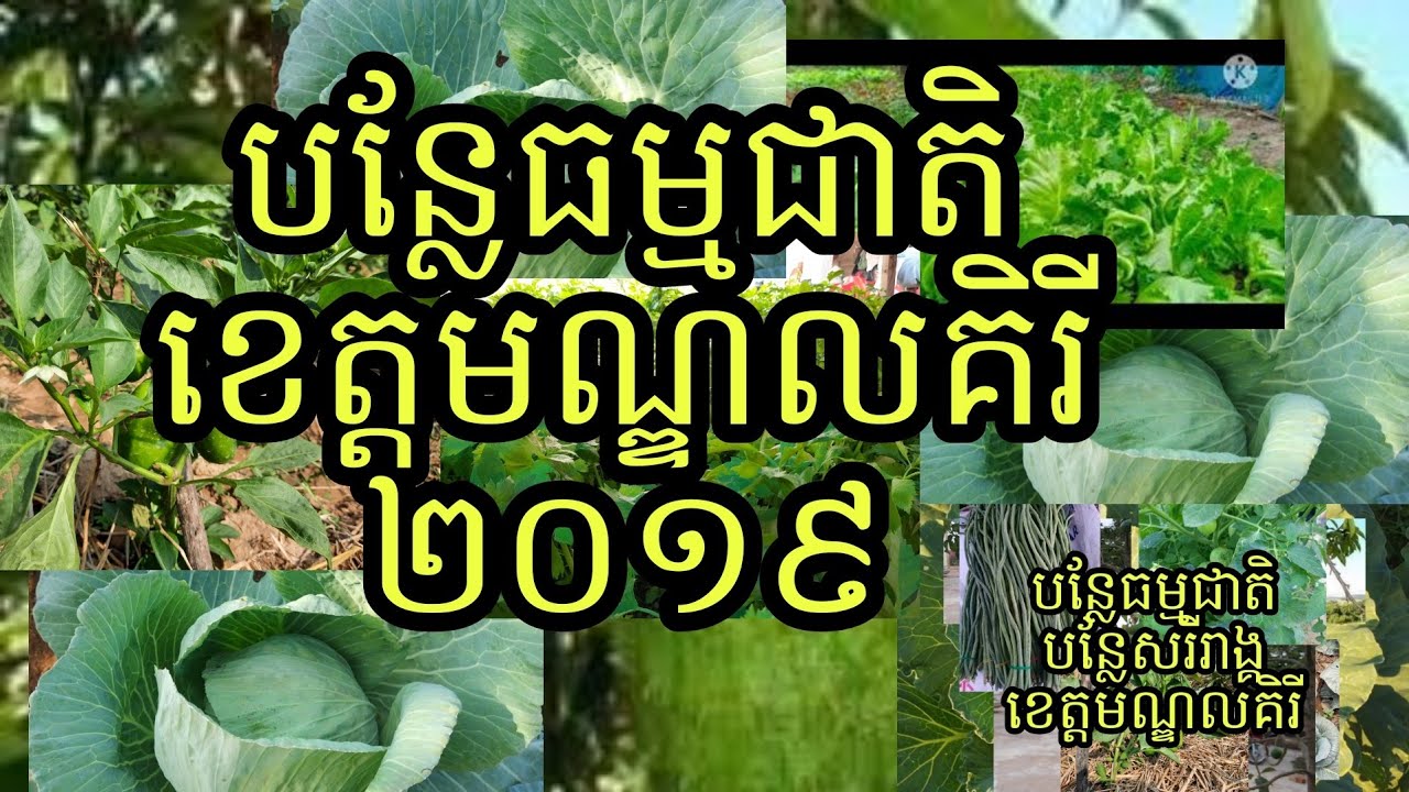 Mondul Kiri Organic Vegetables 2019