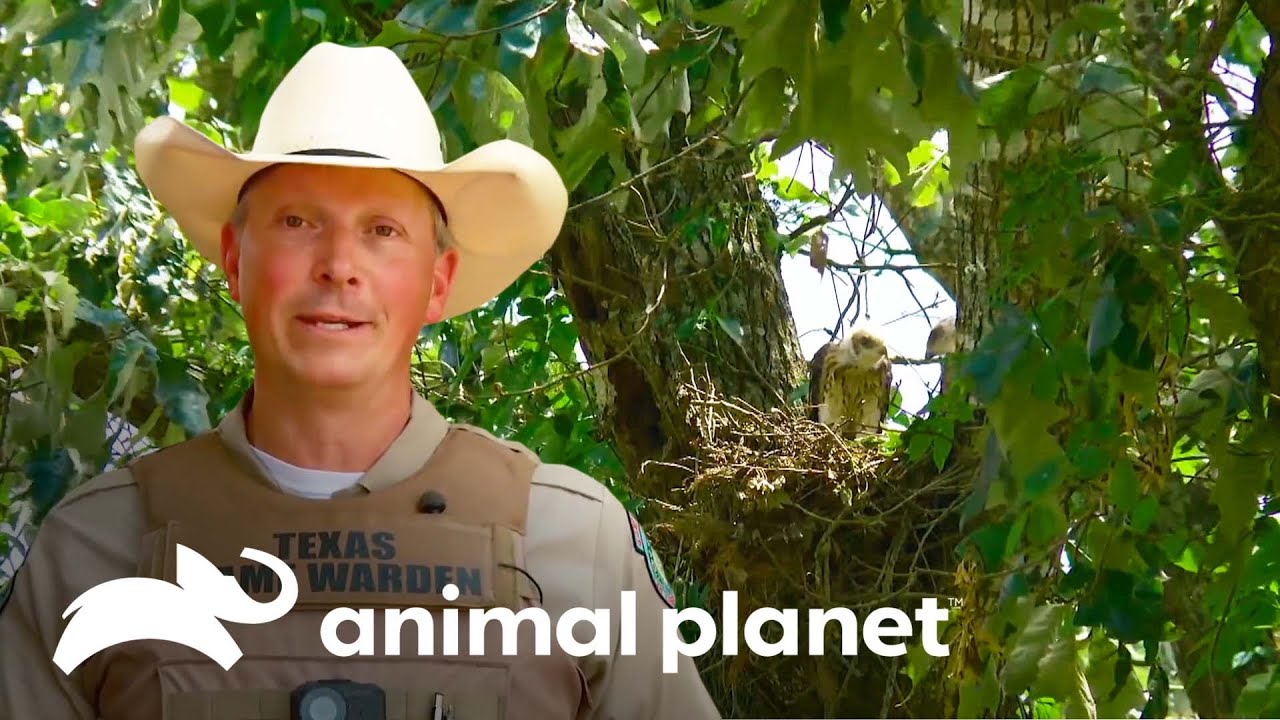 La experiencia de los guardianes con las águilas | Guardianes de Texas | Animal Planet