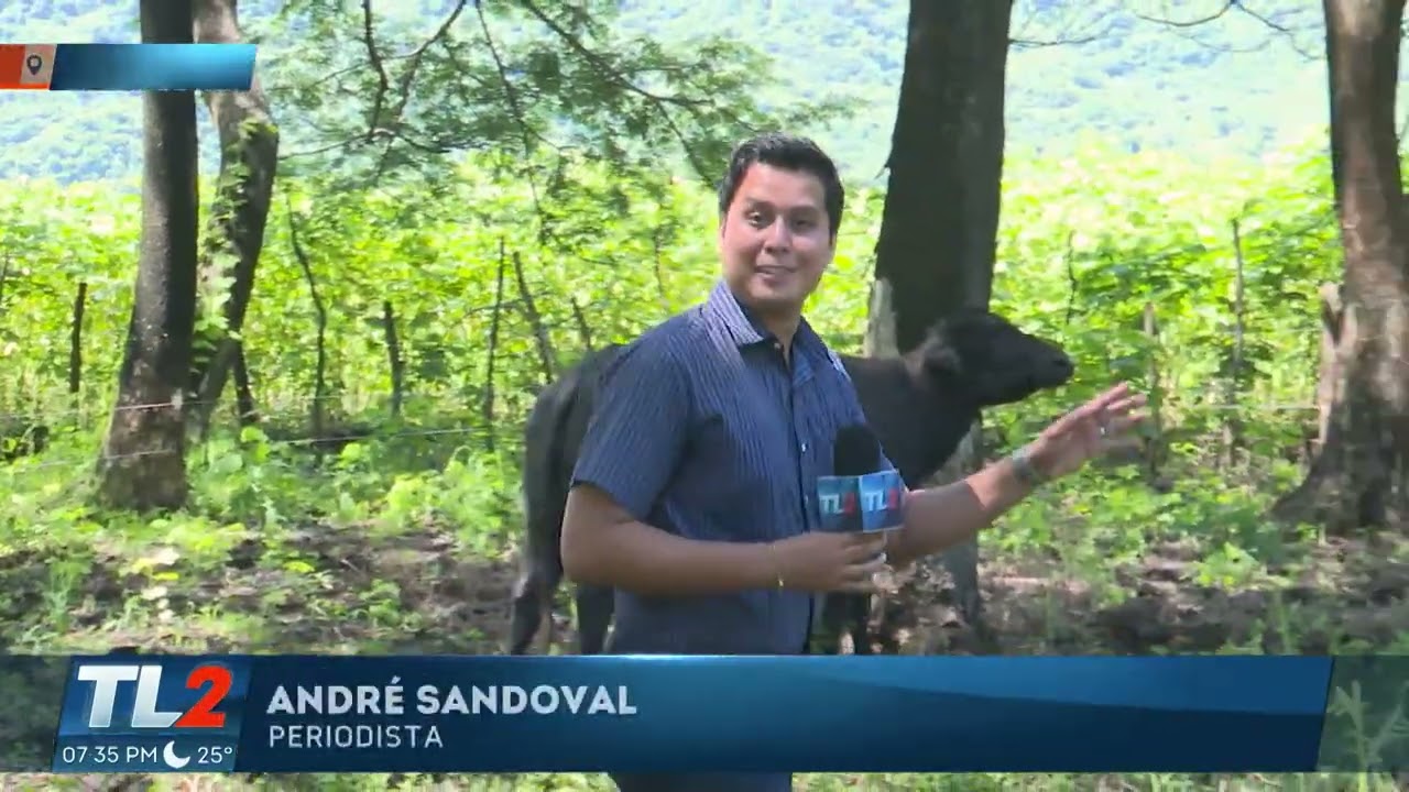 CRIANZA DE BUFALOS DE AGUA EN SAN MIGUEL, EL SALVADOR
