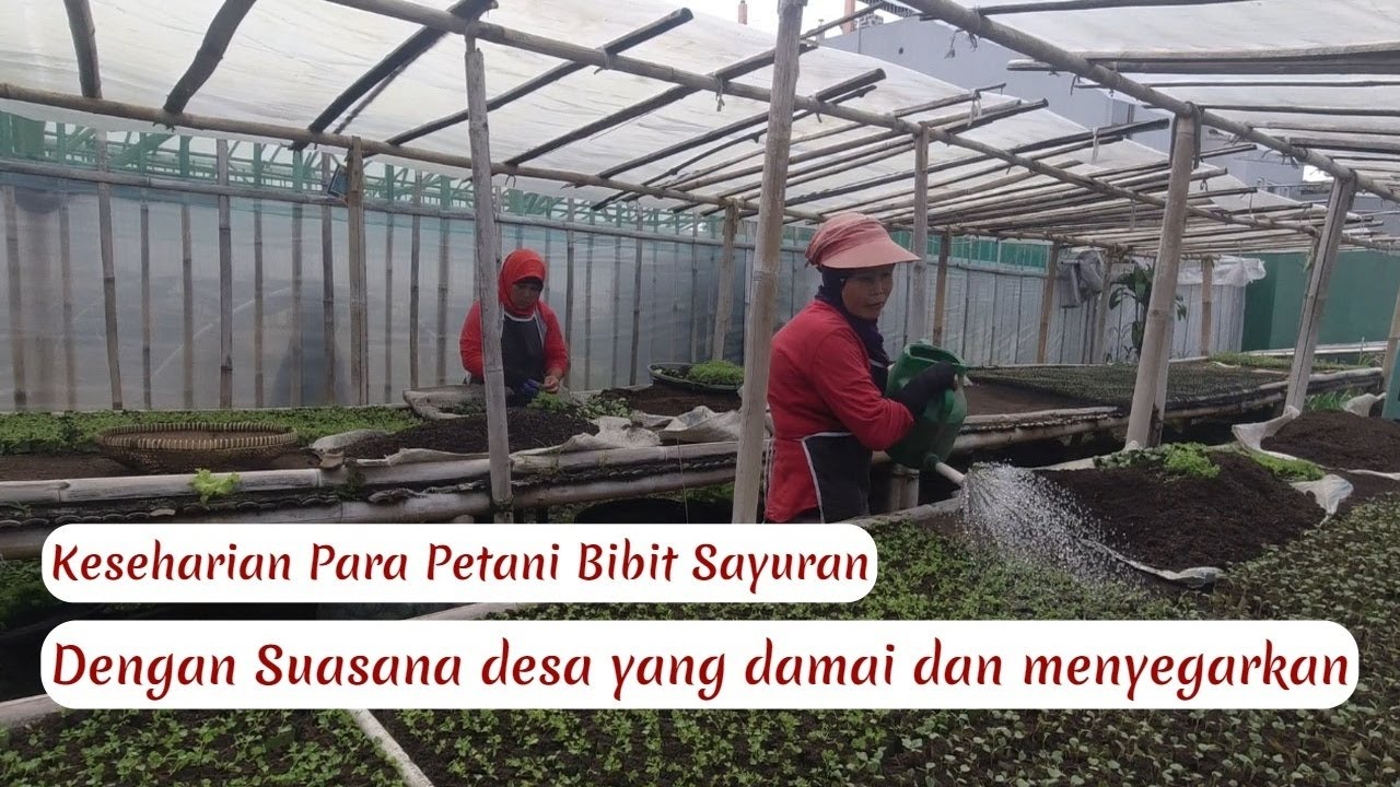 Suasana Damai Dan Keseharian Bu Enok Petani Bibit Sayuran Di Parongpong Lembang Bandung Barat