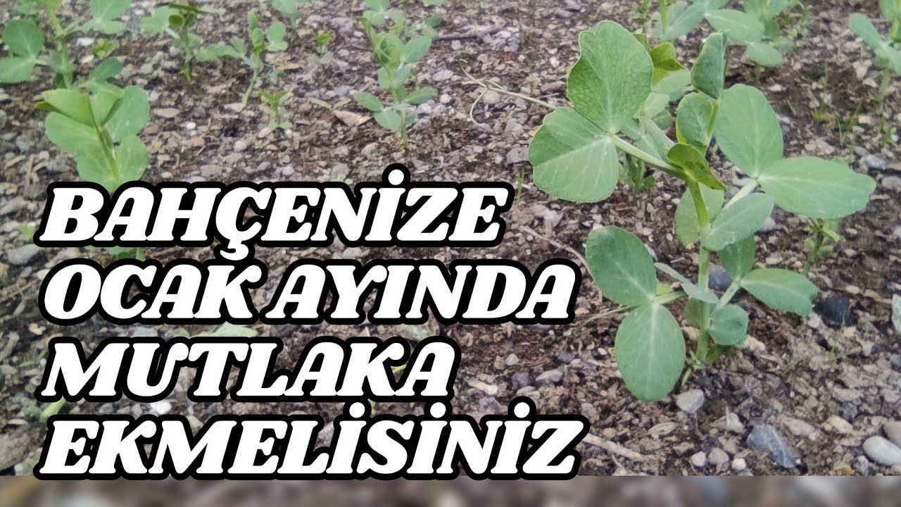 Bahçenize Ocak Ayında Mutlaka Ekmelisiniz