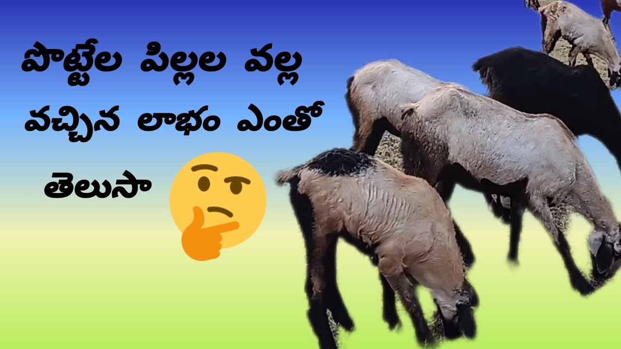 పొట్టేళ్ల పిల్లల వల్ల లాభం ఎంత#గొర్రె పిల్లల పెంపకం@vinjamkusuma 