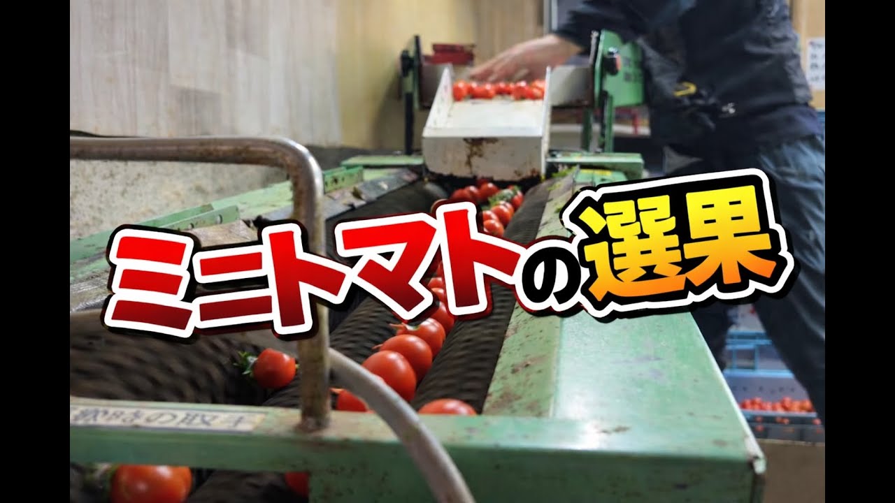 ミニトマト選果