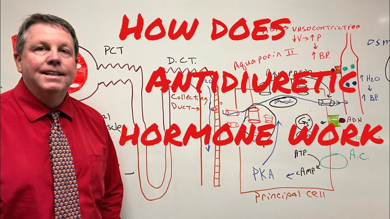 How Does Antidiuretic Hormone Work