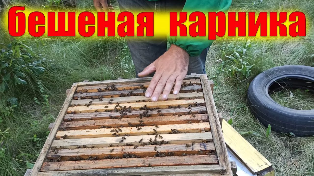 Злые пчелы что делать. Когда не стоит осматривать пчел на пасеке. Пасека после дождя упало дерево,