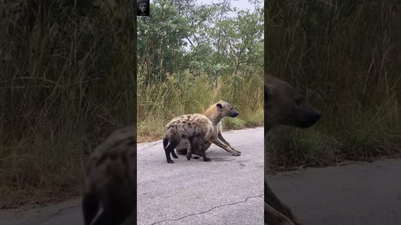 Hyena&rsquo;s sound - credit: @africanwildlifephoto