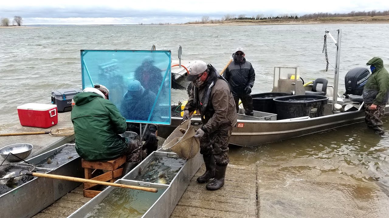 Walleye Spawning Lake Sakakawea - NDGNF - 05-14-2020
