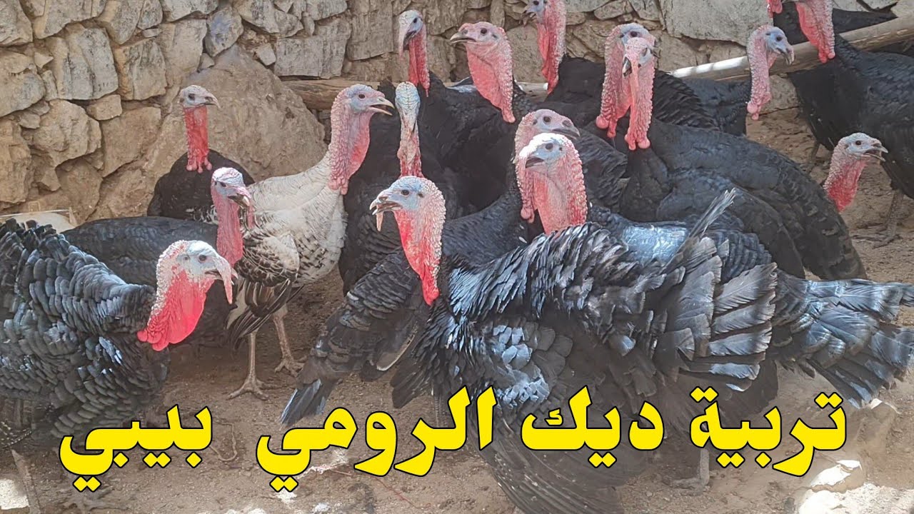 تربية البيبي البلدي كيفية تربية البيبي نصائح 
