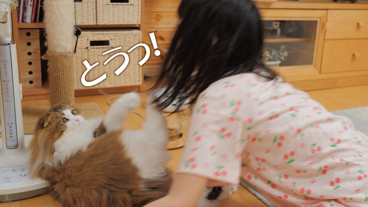 娘に理不尽なキックをお見舞いする猫