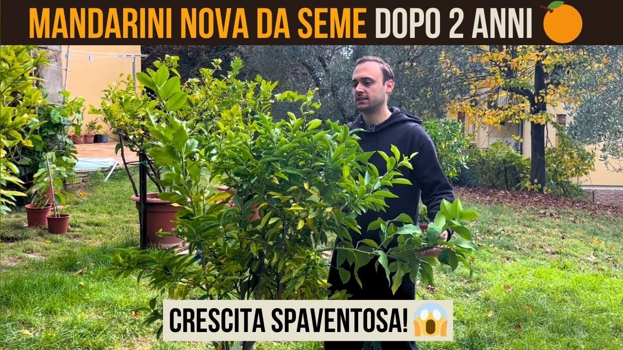 Mandarino Nova da seme INNESTATO su portainnesto vigoroso: crescita incredibile in 2 anni 🍊