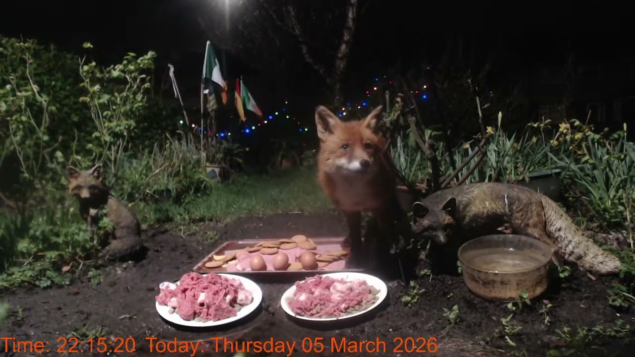 Foxheaven Dublin Ireland Livestream