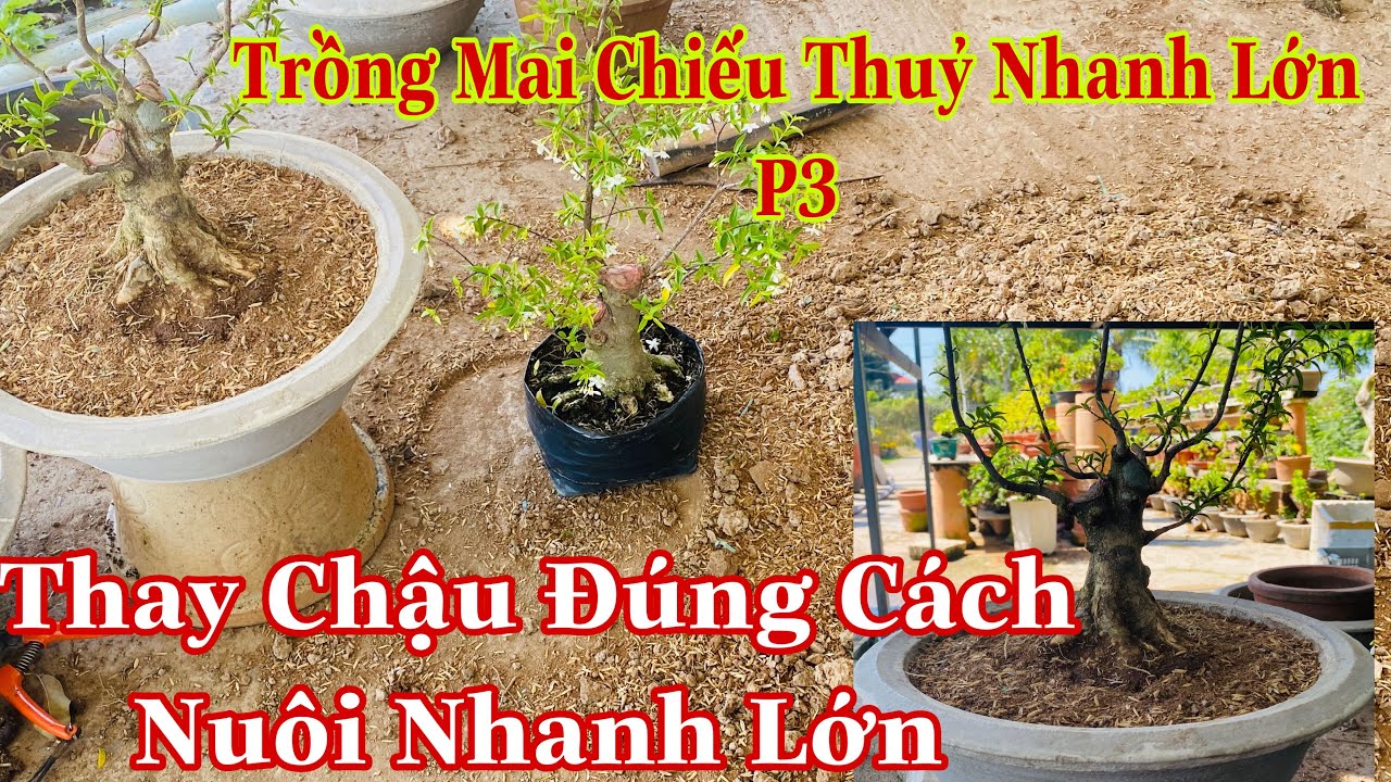 Cách Trồng Mai Chiếu Thuỷ Nhanh Lớn P3 | Sang Chậu To Nuôi Cốt Sau 7t Làm Phôi | Mai Chiếu Thuỷ 2021