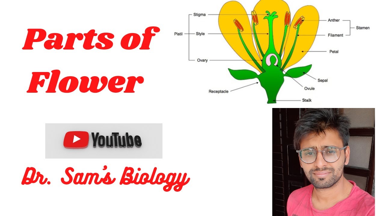 Parts of a Flower (Plant Taxonomy)