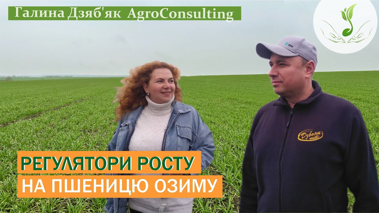 Ярослав Бай: регулятори для інтенсивної технології, регуляція для кущення