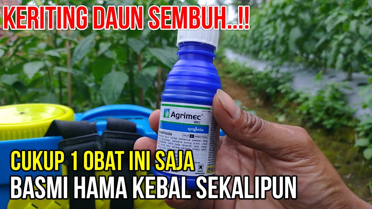 CUKUP INI SAJA..!! BASMI HAMA PENYEBAB KERITING DAUN CABE BAHKAN YANG KEBAL SEKALIPUN