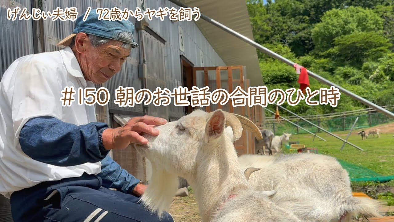 【79歳ヤギ飼い#13】お世話の合間の一息つく時間がたまらんがです「72歳からの楽しいシニアライフ#150」