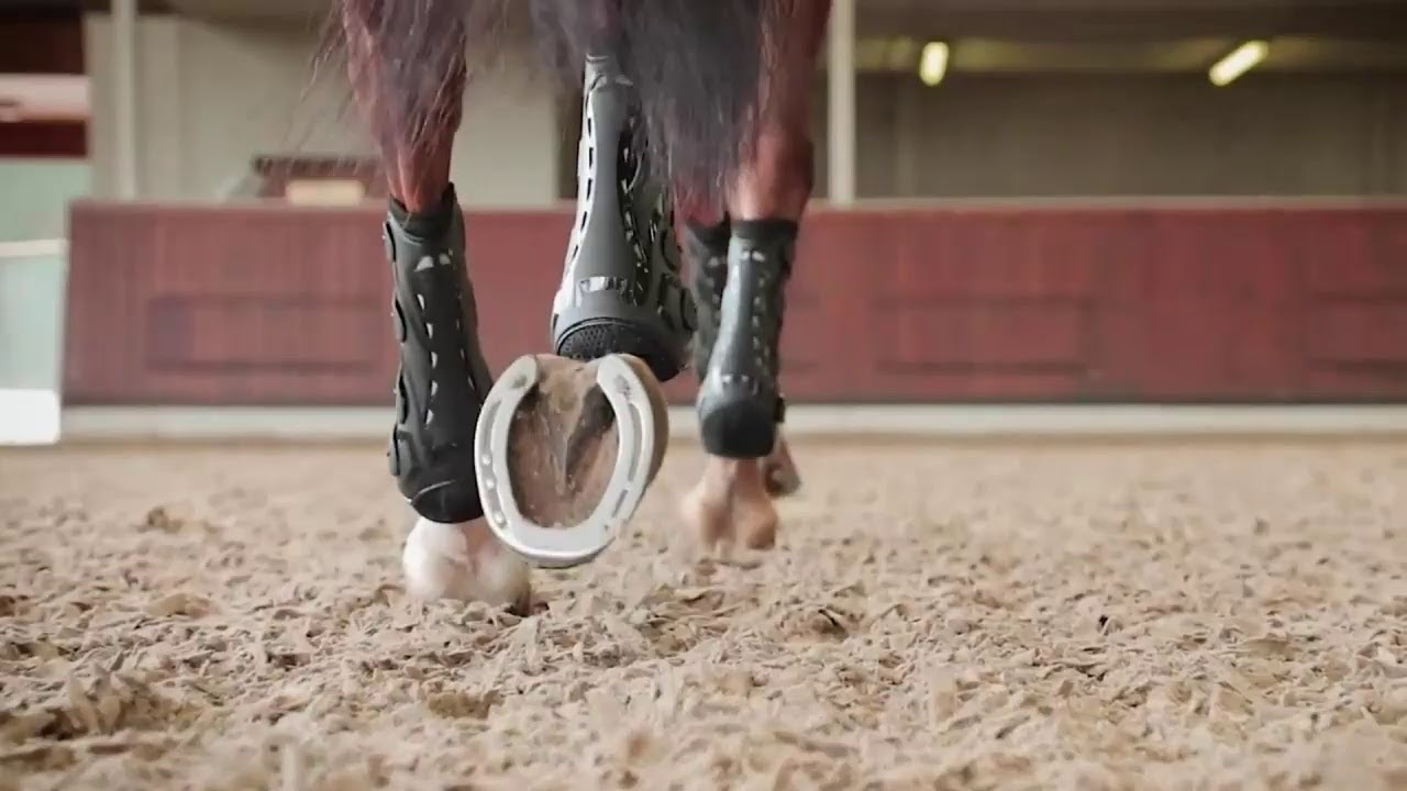 Young Horses Dressage 5 Years Old