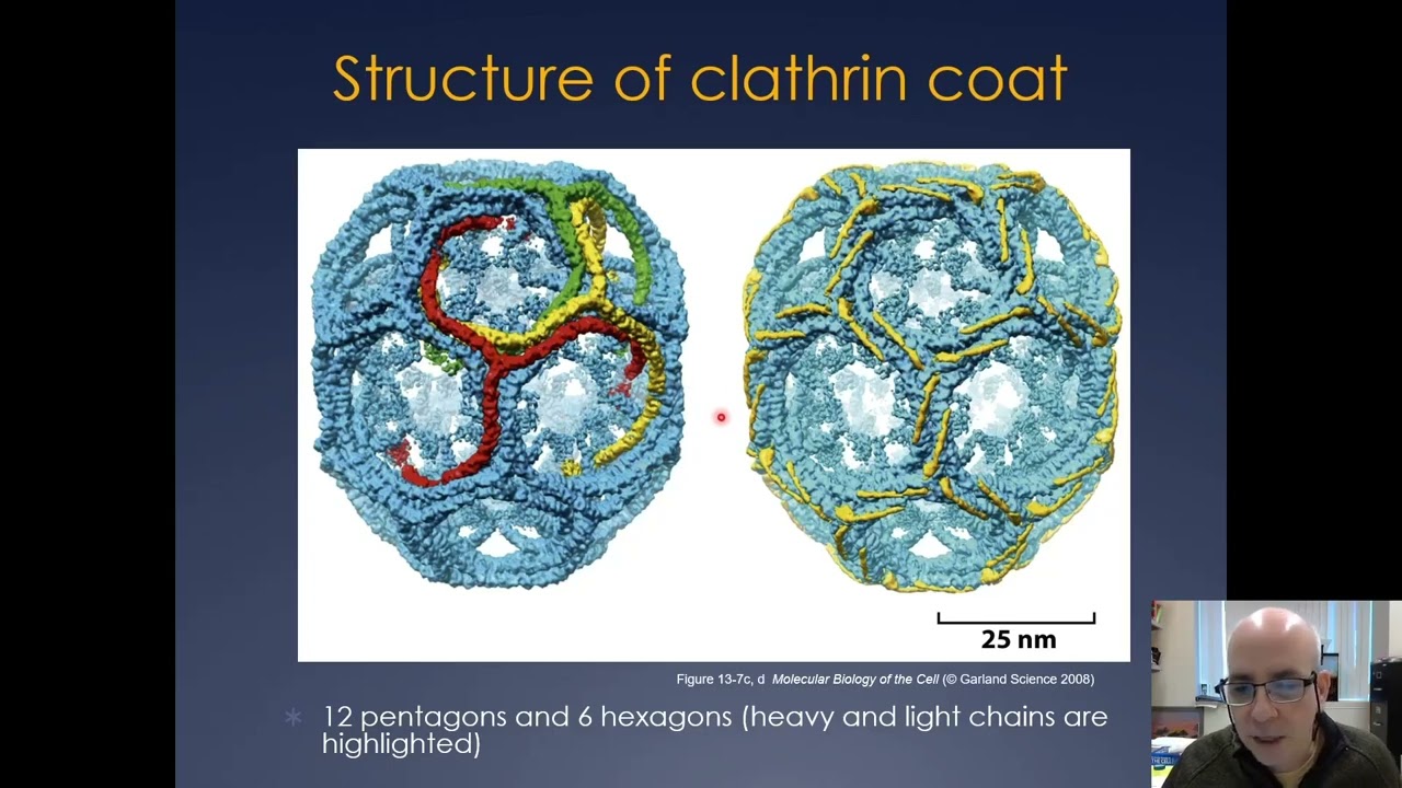Molecular Cell Biology Lecture 18, Part A; Vesicle Trafficking