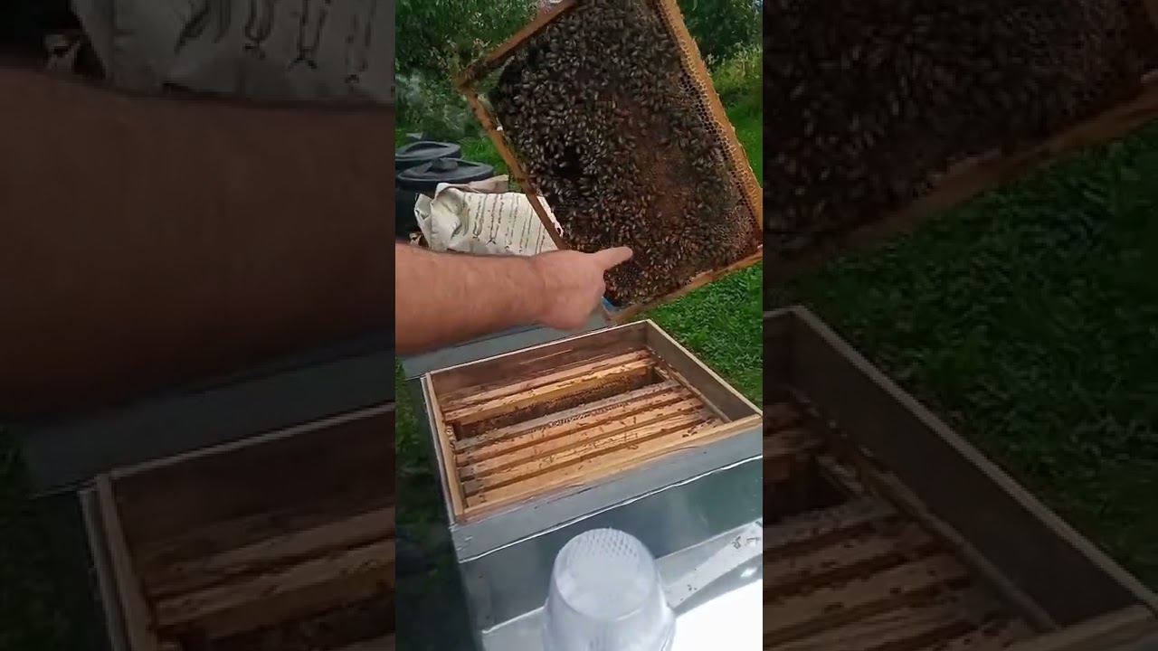 roi pe o rama (făcut pe la jumătatea lui iunie) test varooa , capcana de viespi și un mic incident 🤣