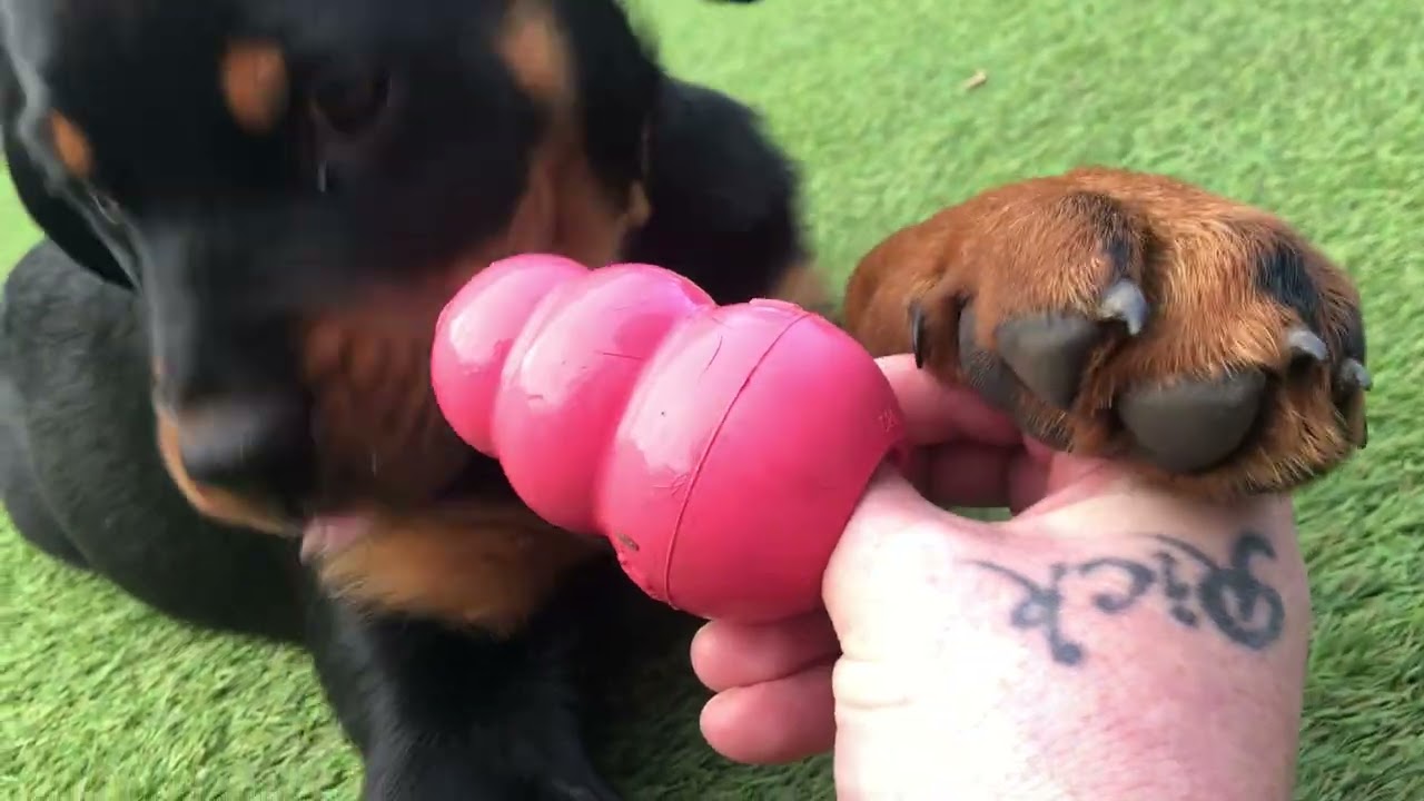 Rottweiler pup Bella 