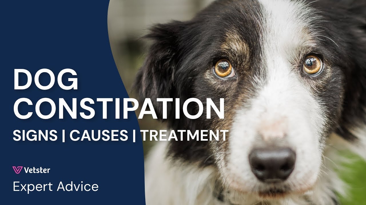 У собаки запор? Что делать, что давать и когда обращаться к ветеринару при запоре