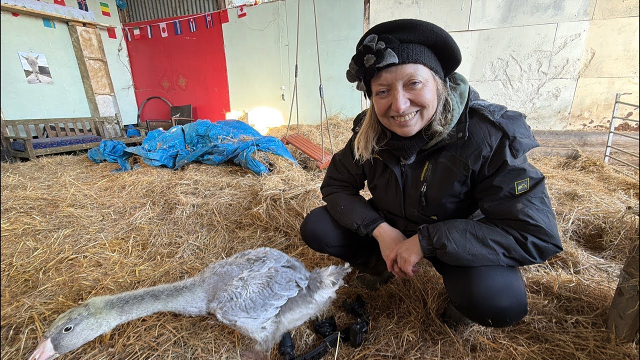 Valentine’s Day live on the farm with Caroline & Quish
