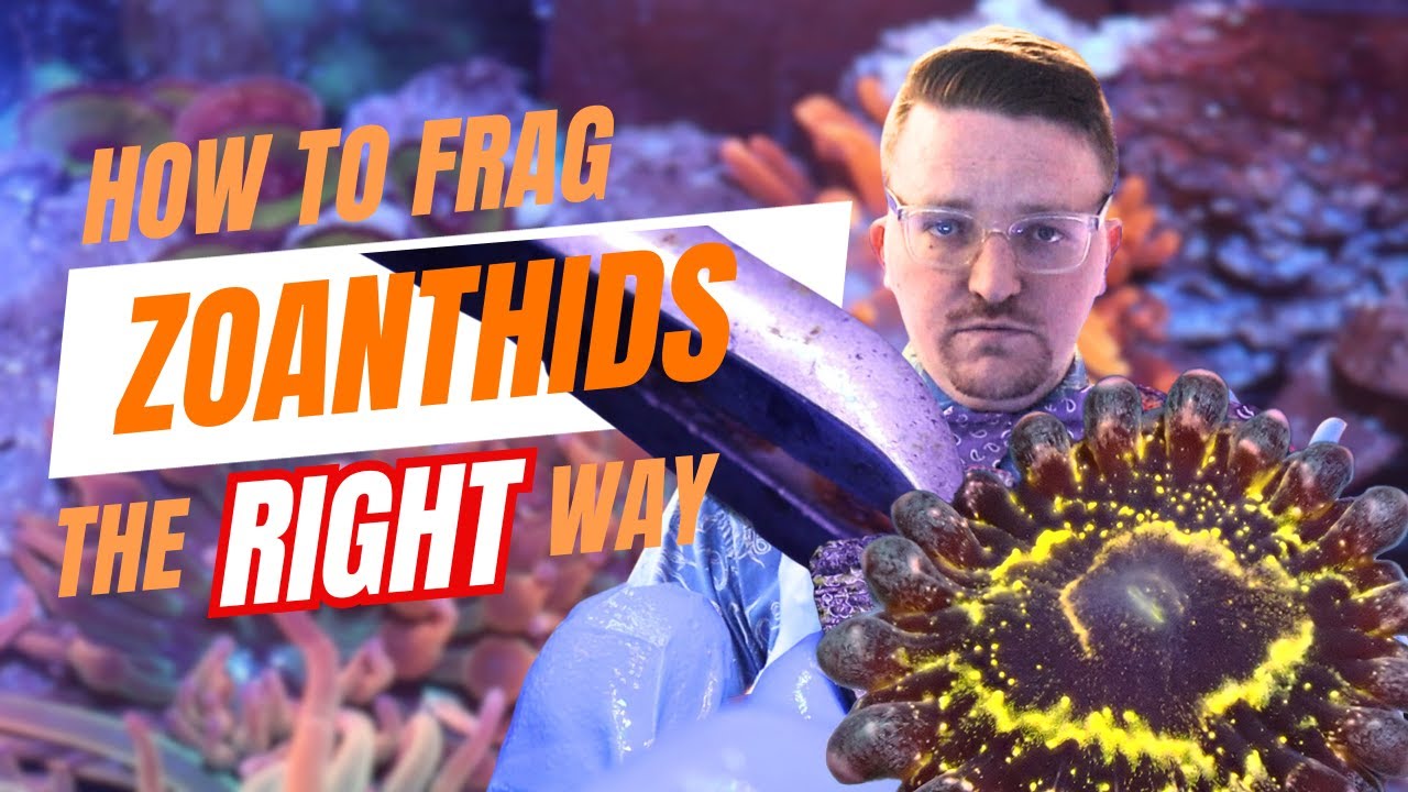 How to frag Zoanthids the RIGHT way ft. Stratosphere 