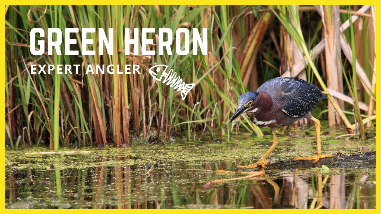 Green Heron Catches a Fish - Incredible Slow Motion Action