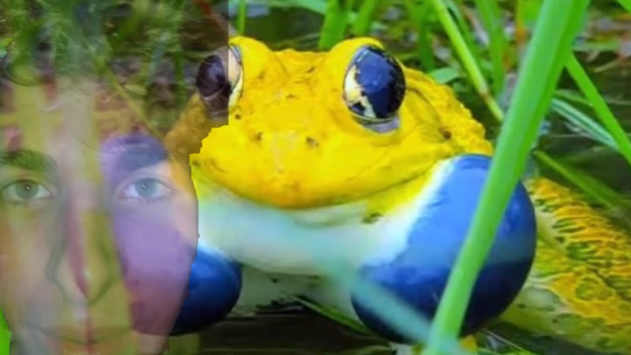 Yellow tree frog coughing bass boosted