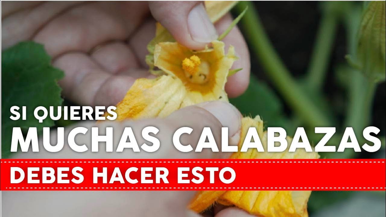 SI QUIERES MUCHAS CALABAZAS DEBES HACER ESTO!