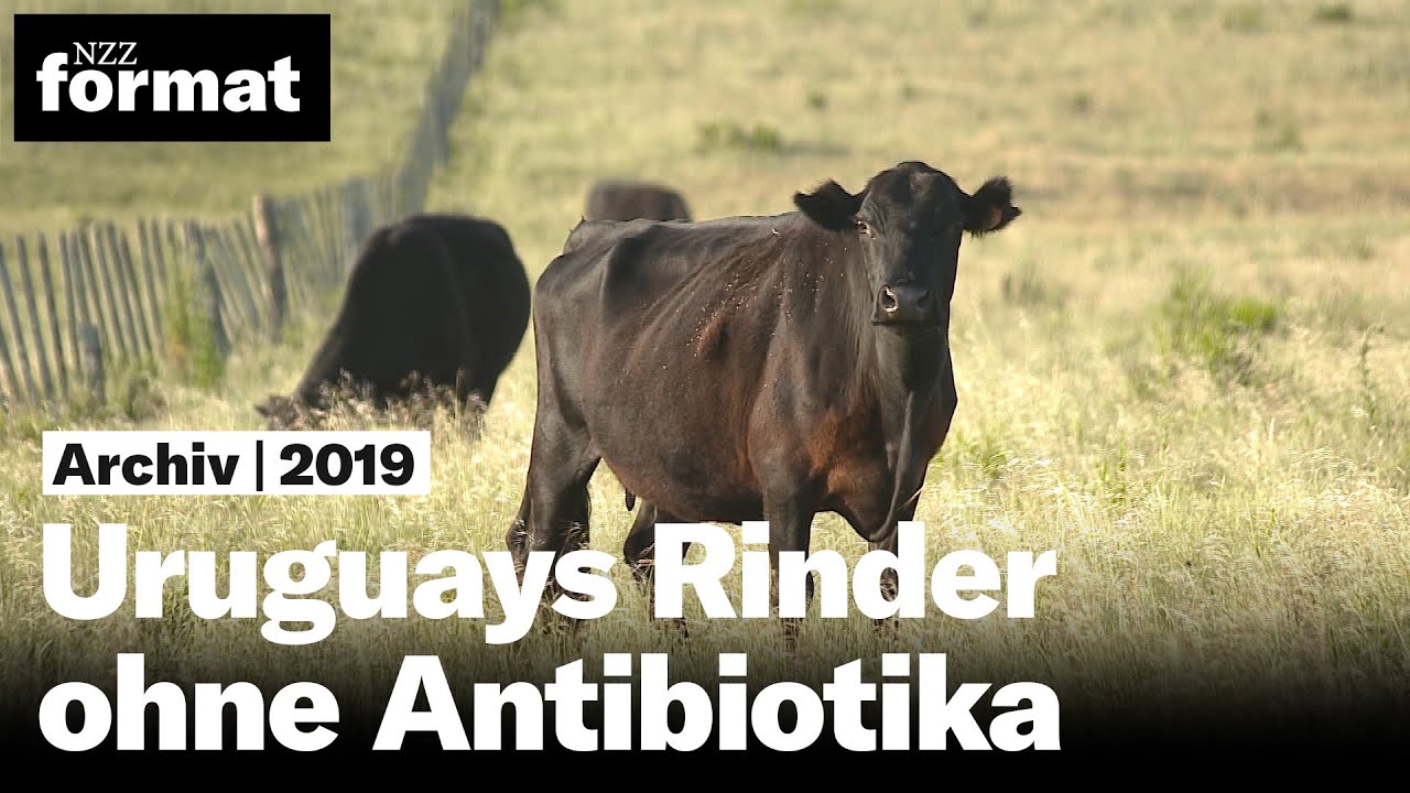 Natur pur: Uruguays Rinder ohne Antibiotika und Hormone (2019)