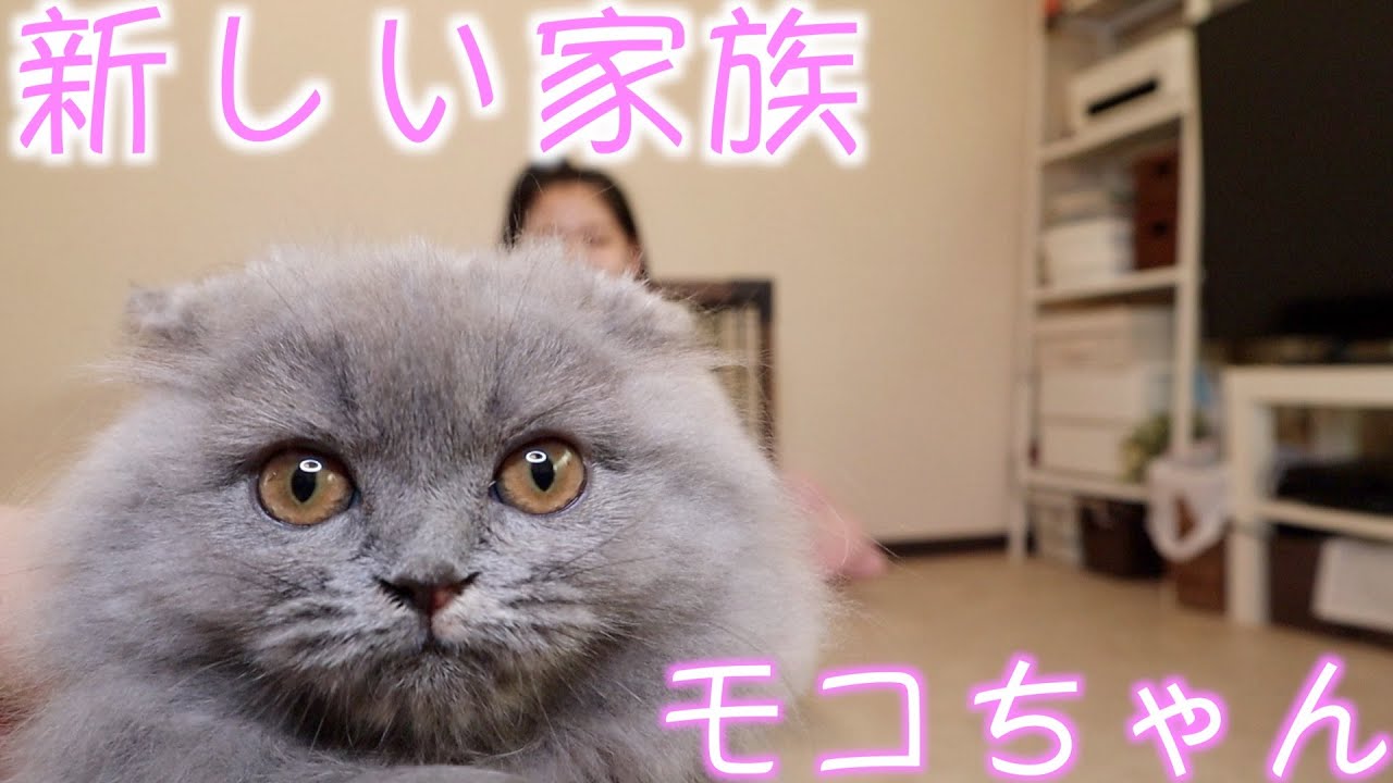 【新しい家族】涙の出会いと天国の家族にご報告【サプライズ　ドッキリ】