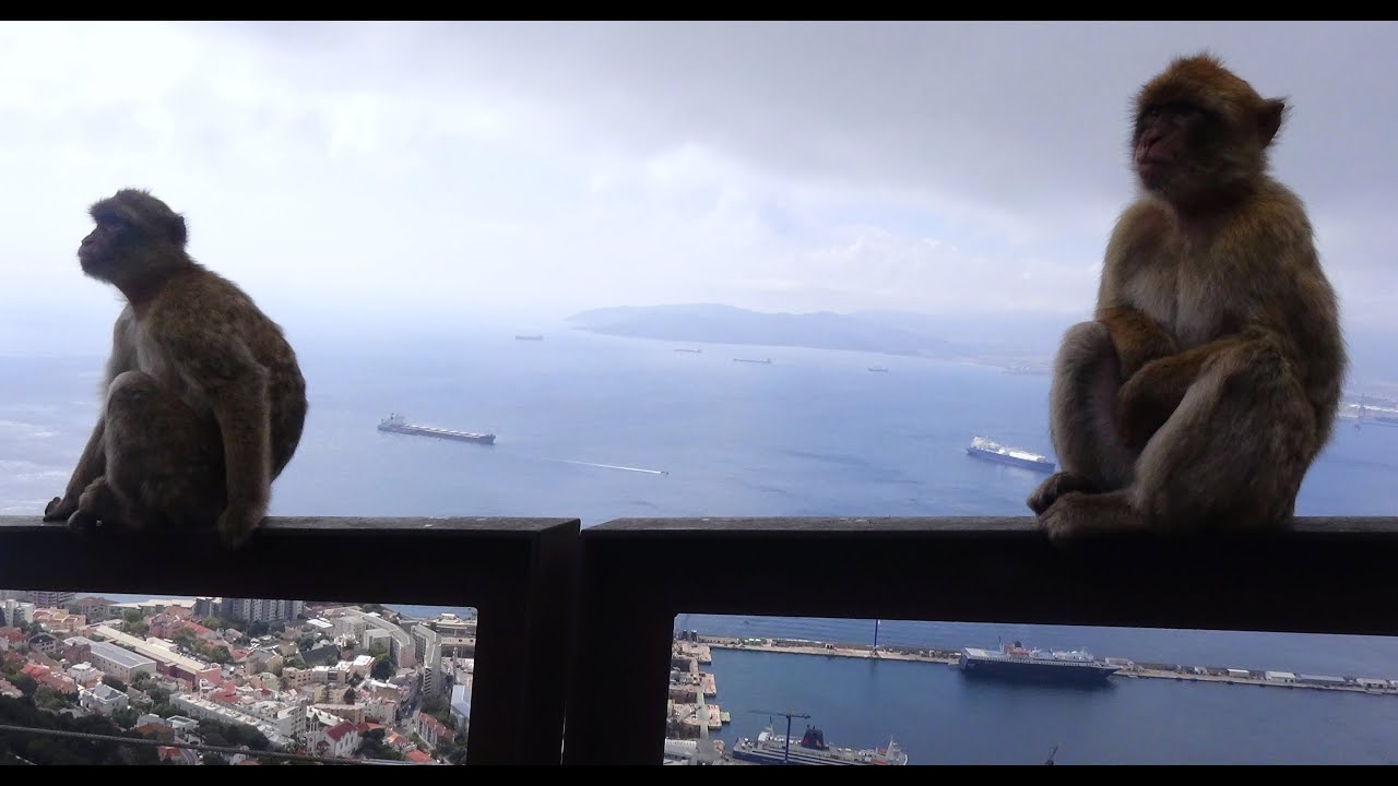 Os Macacos De Gibraltar (Um V&iacute;deo Diferente) - Gibraltar Monkeys 2023