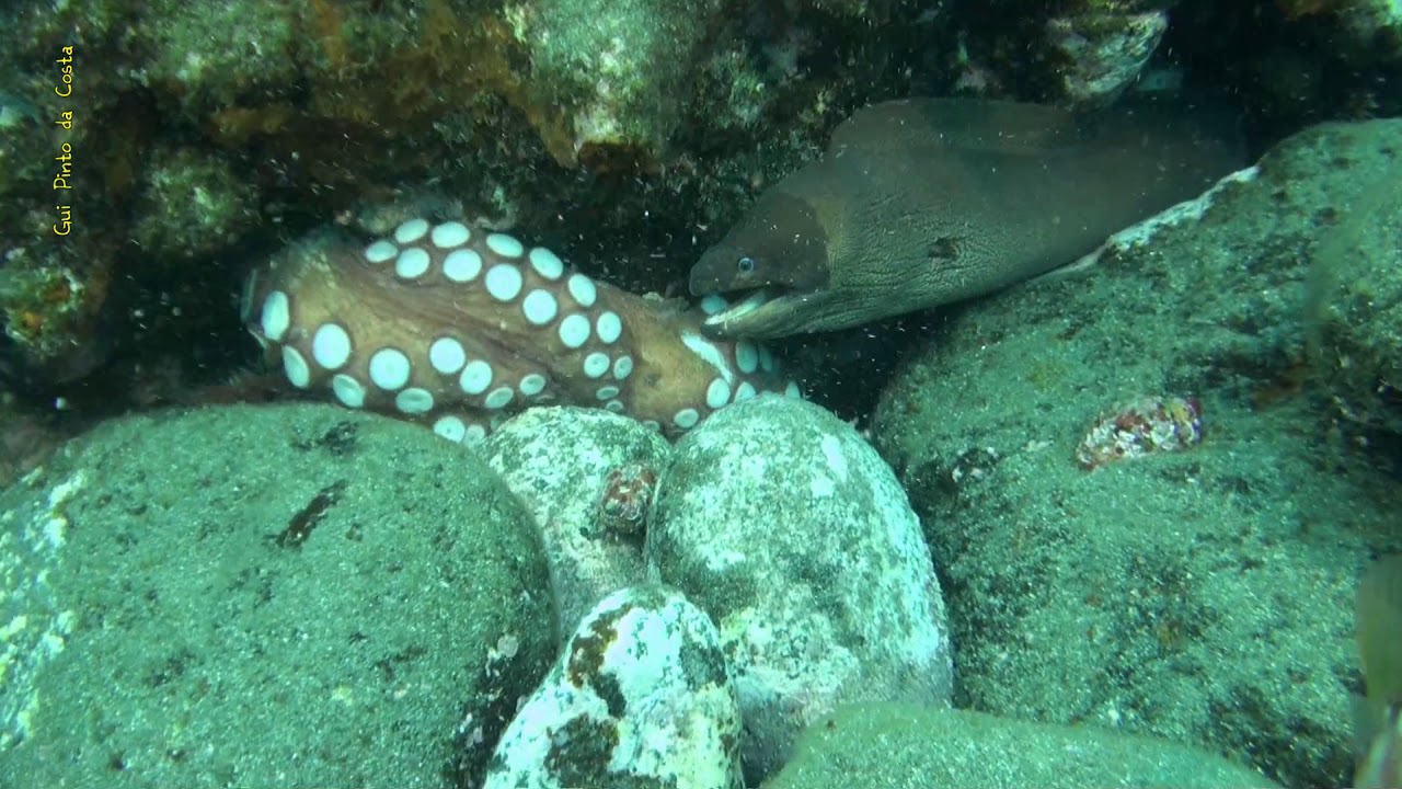 Polvo X Moreia - Octopus X Moray