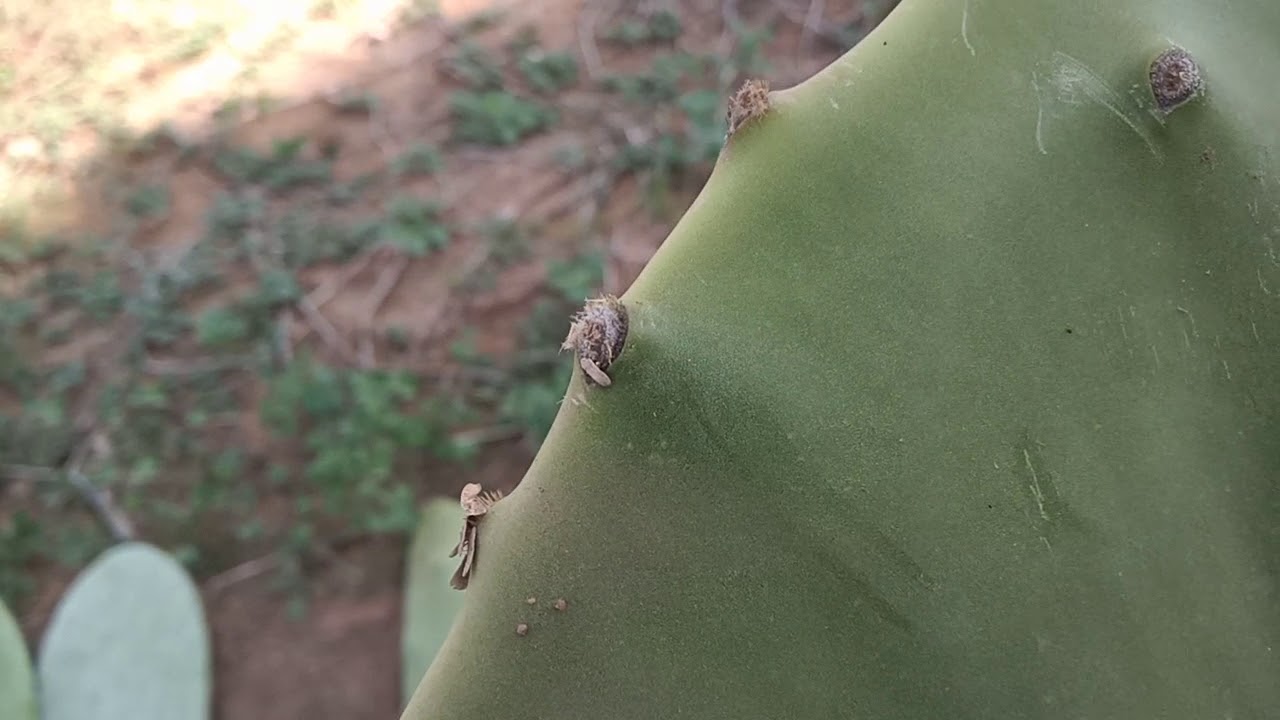 Mostrando a diferença entre variedades de palmas.