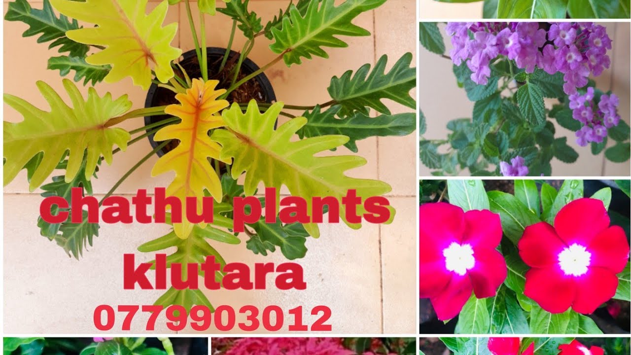 23 මල් සේල් කළුතර  0779903012