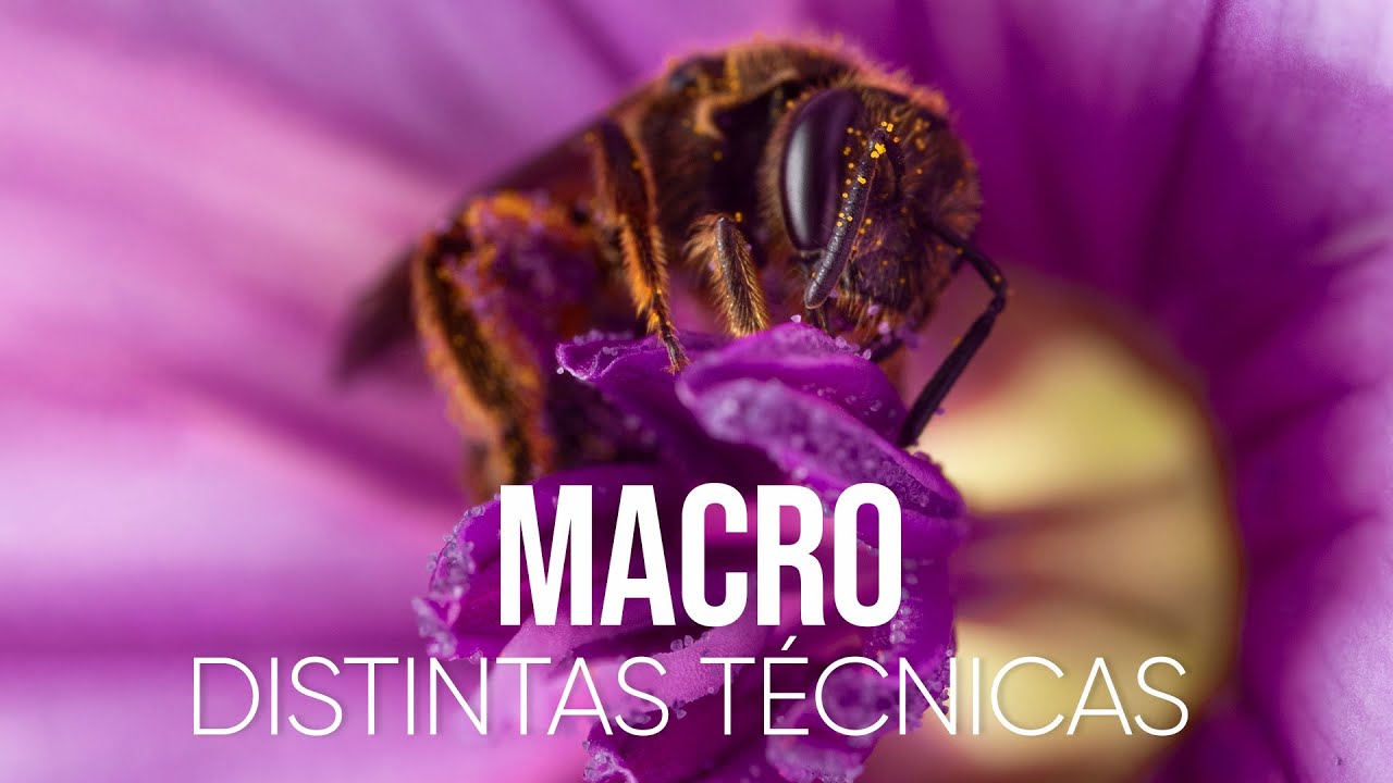 МАКРОСЪЕМКА 🐝 У КАЖДОГО СВОЯ ТЕХНИКА | МЫ ВЫЕЗЖАЕМ КОМАНДОЙ НА МАКРОСЪЕМКУ 📍 ВАЛЕНСИЯ