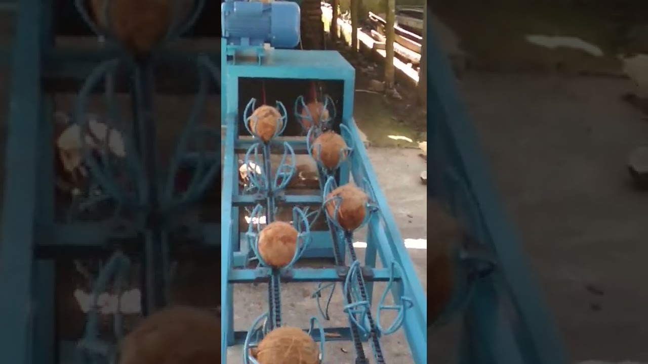 proses.  dr pengupasan & pemecahan kelapa