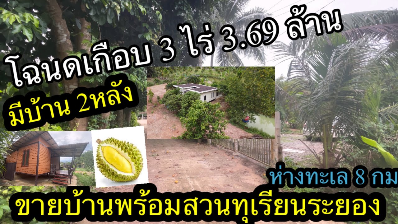 Ep.117ขายที่ดินสวนทุเรียนพร้อมบ้าน2หลัง ห่างทะเลหาดแม่พิมพ์8 กม.0656654979เก๋