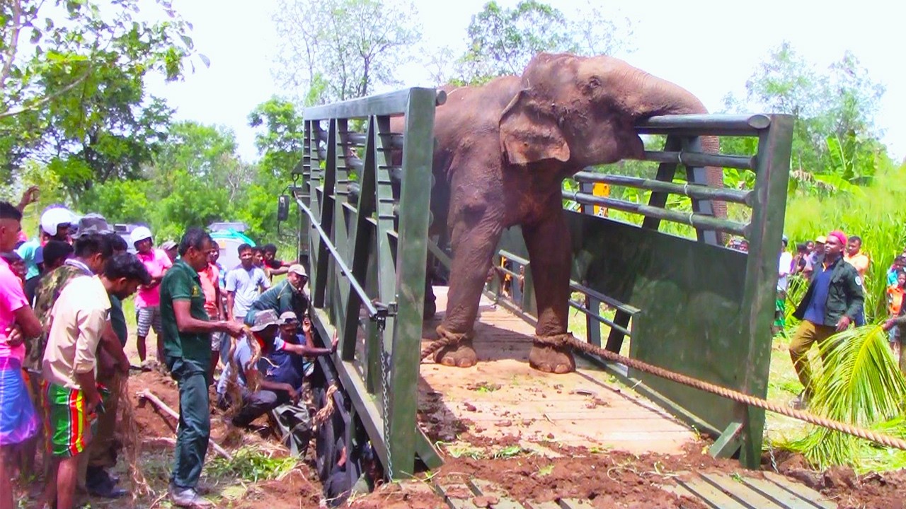 Wild Elephant Terrorizes Village Before Dramatic Wildlife Capture Operation #elephant
