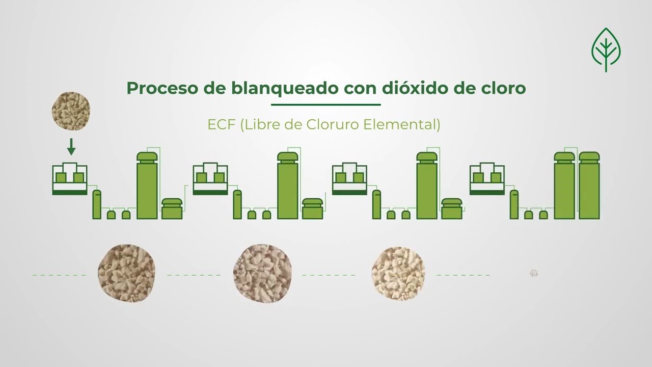 PRODUCCIÓN DE LA CELULOSA | PARACEL (ESPAÑOL)