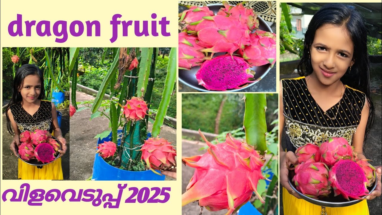 Dragon fruit വിളവെടുപ്പ് കാണാം 💕രുചികരമായ ഡ്രാഗൺ ഫ്രൂട്ട് കഴിക്കാൻ ഇങ്ങനെ ചെയ്യൂ😍#fruit #youtube