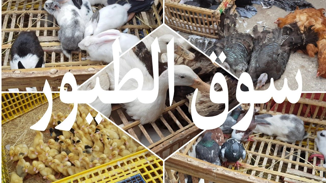 سوق الطيور فى المنيب كل انواع الطيور كبير وصغير   ٢٠٢٢