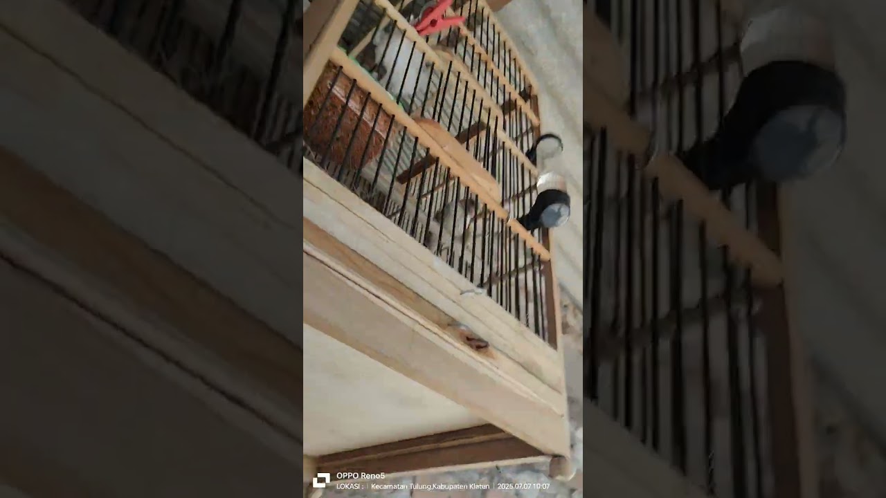 TERNAK BURUNG BLACKTROAT