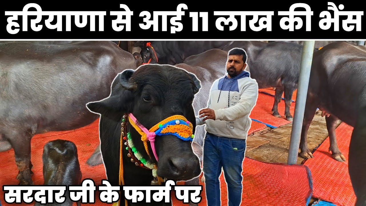 बनारस में आई 11 लाख 😱 की मुर्रा भैंस सेल के लिए इत्ते सरदार के फार्म पर | देखने वालों की लगी भीड़