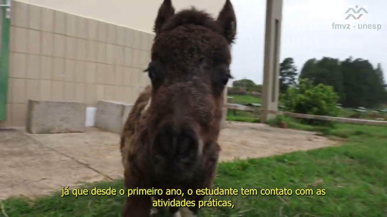 O Curso de Zootecnia