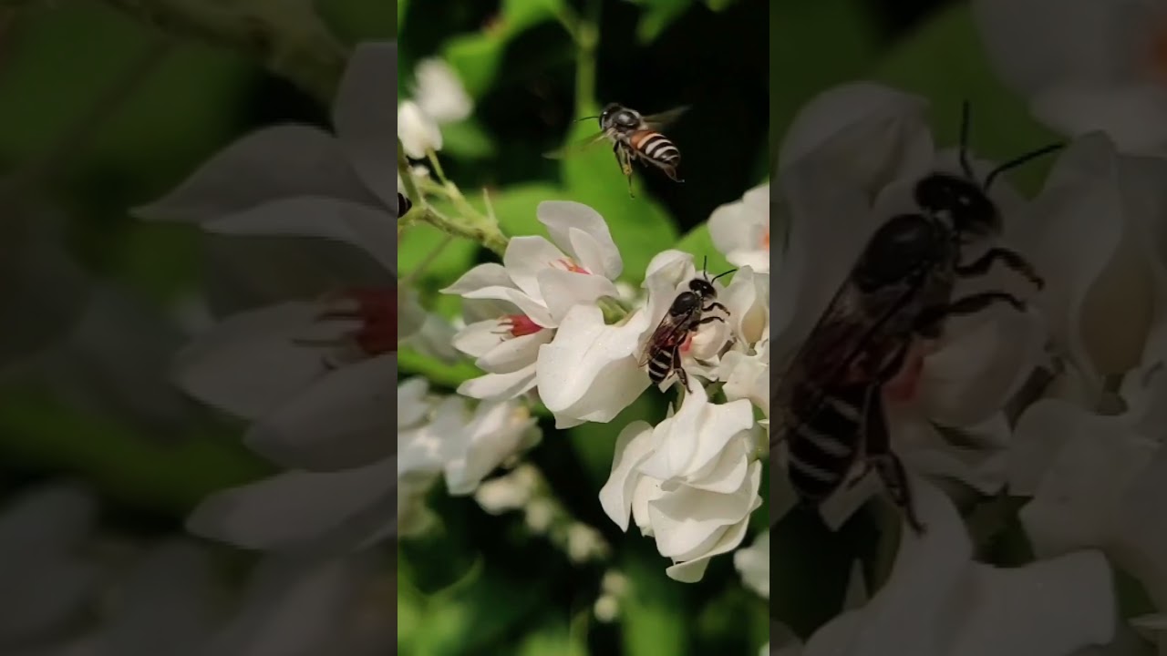 తేనెటీగలు డాన్స్ చేసి లొకేషన్ చెప్తాయి 😳 | Bee Dance Facts Telugu” 